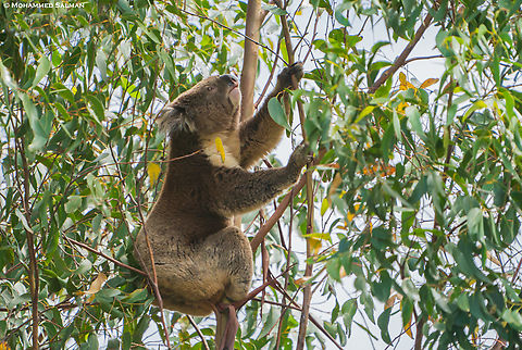 Koala || Great Otway National Park || Feb 2025
 Koala,Phascolarctos cinereus
