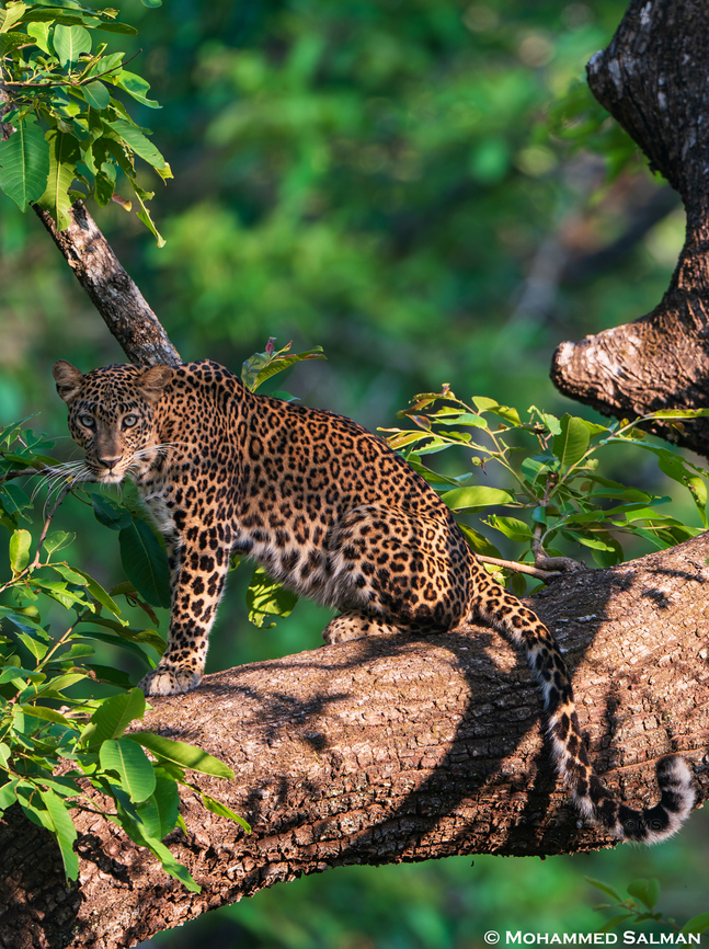 Leopard || Nagarhole || April 2024<br />
 Leopard,Panthera pardus