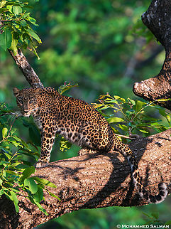 Leopard || Nagarhole || April 2024
 Leopard,Panthera pardus
