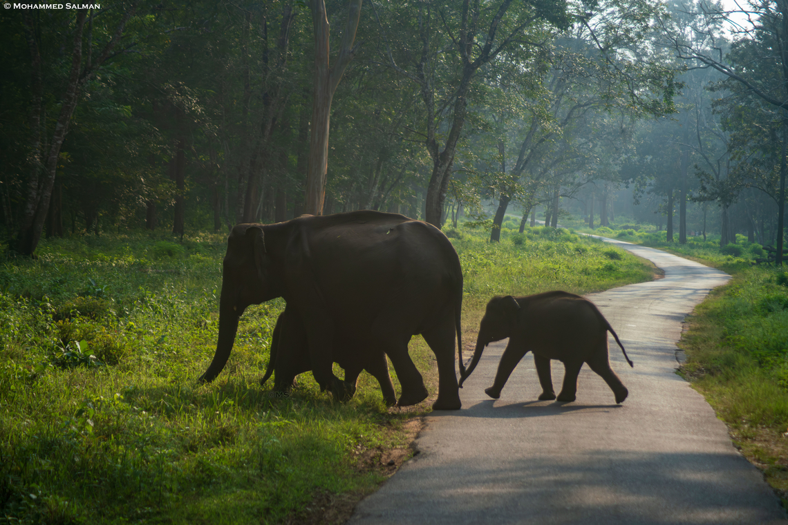 Elephants Crossing || Nagarhole || Oct 2023<br />
 Asian elephant,Elephas maximus