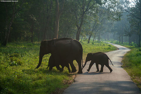 Elephants Crossing || Nagarhole || Oct 2023
 Asian elephant,Elephas maximus