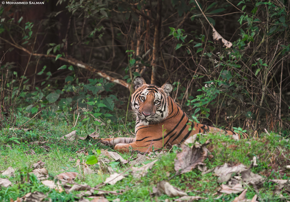 Tiger || Nagarhole || Jan 2025<br />
 Bengal tiger,Panthera tigris tigris