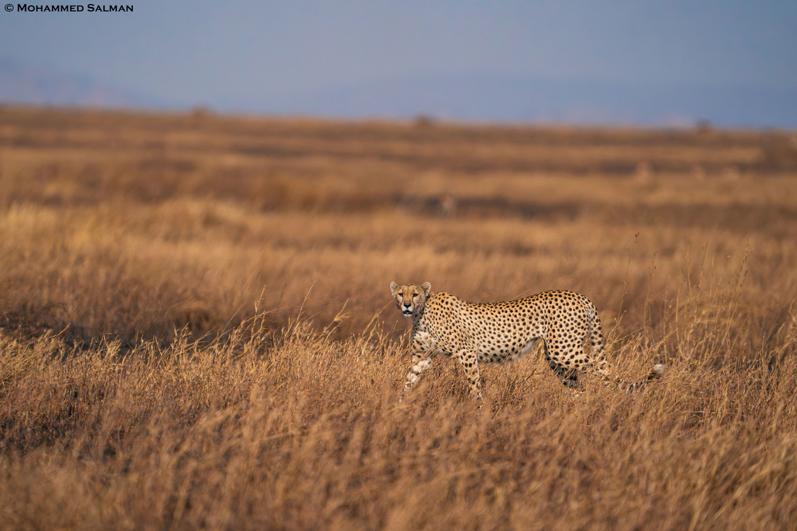 Cheetah in the savannah || Central Serengeti || Aug 2022<br />
 Acinonyx jubatus,Cheetah