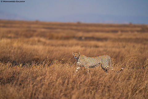 Cheetah in the savannah || Central Serengeti || Aug 2022
 Acinonyx jubatus,Cheetah