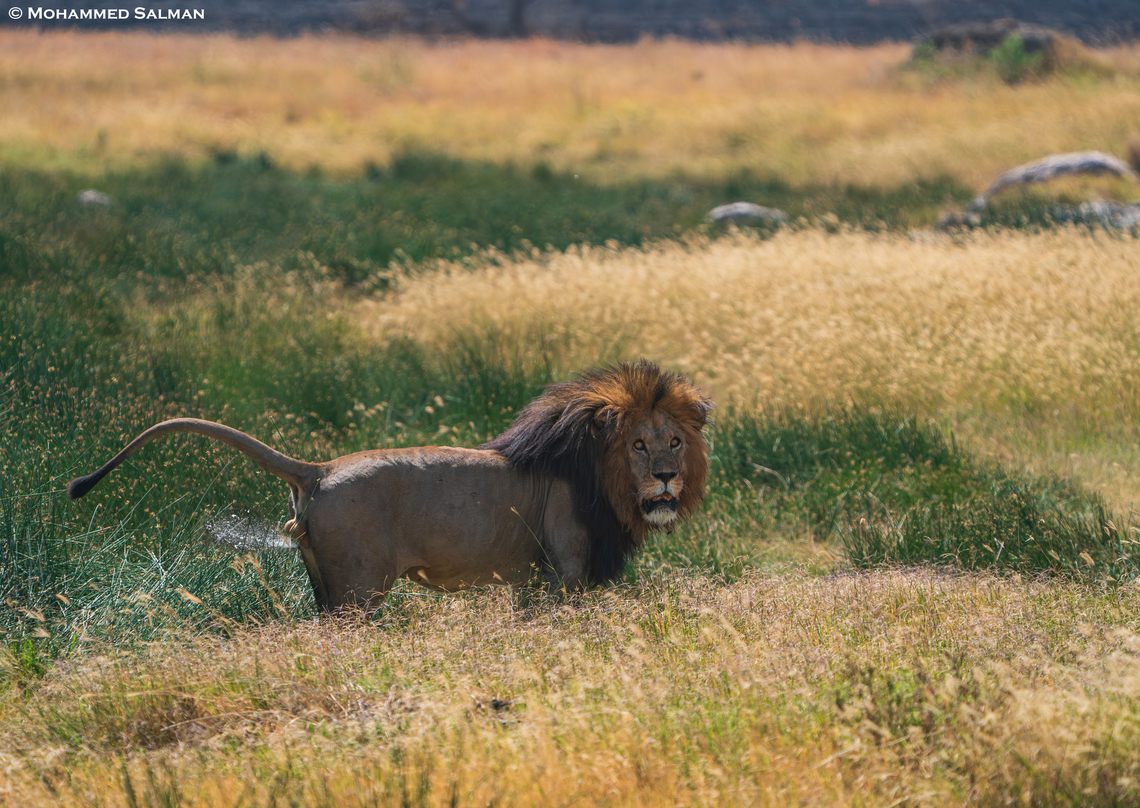 A Lion Marking His Territory || Central Serengeti || Aug 2022<br />
 Lion,Panthera leo