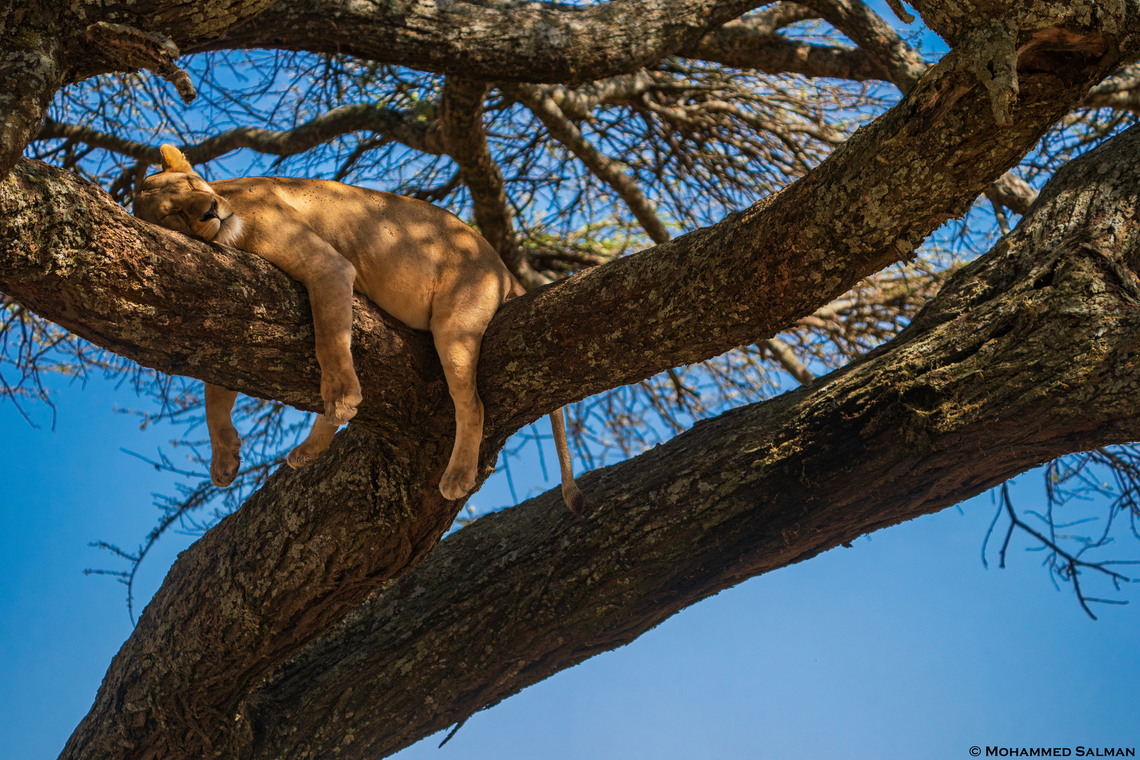 The Lion Sleeps Tonight || Central Serengeti || Aug 2022<br />
 Lion,Panthera leo