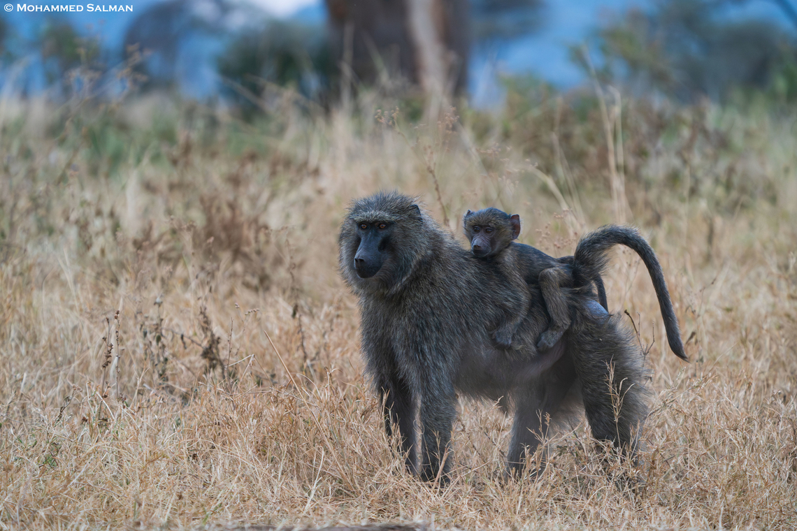 An olive baboon with its young || Central Serengeti || Aug 2022<br />
 Olive baboon,Papio anubis