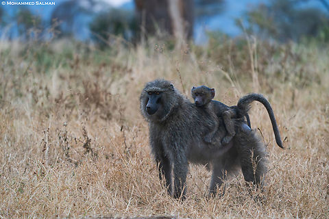 An olive baboon with its young || Central Serengeti || Aug 2022
 Olive baboon,Papio anubis