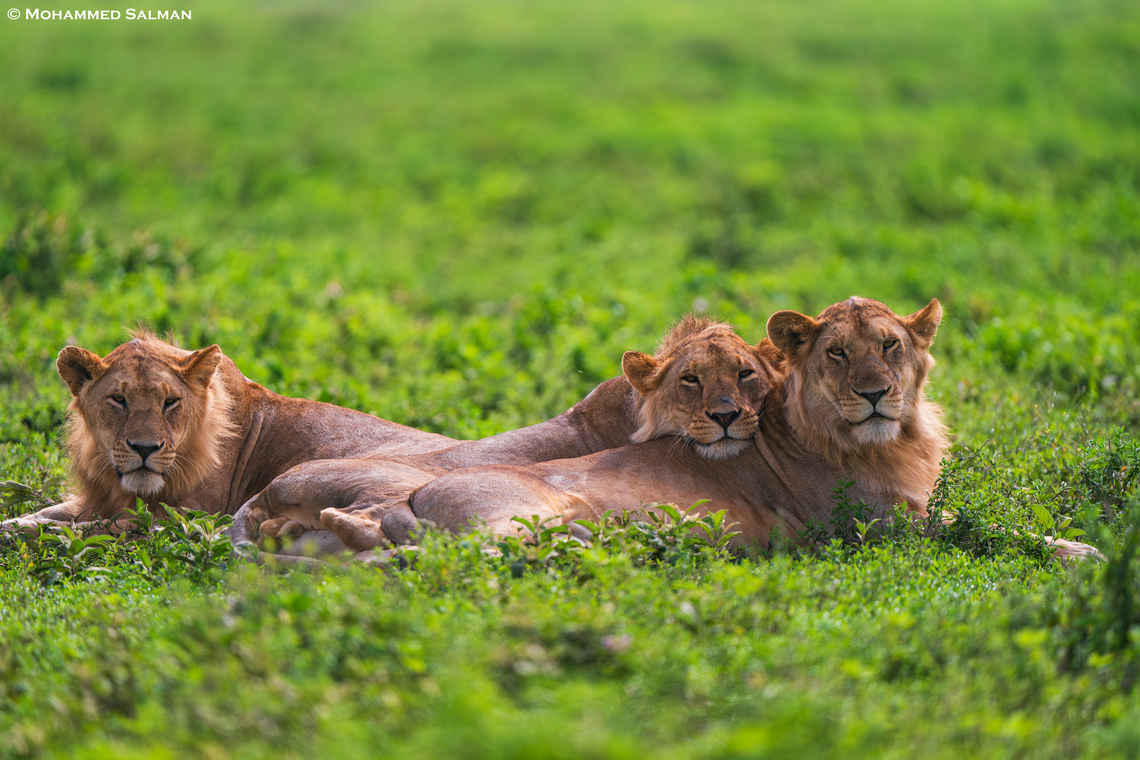 A coalition of three young male lions || South Serengeti || Jan 2024<br />
 Lion,Panthera leo