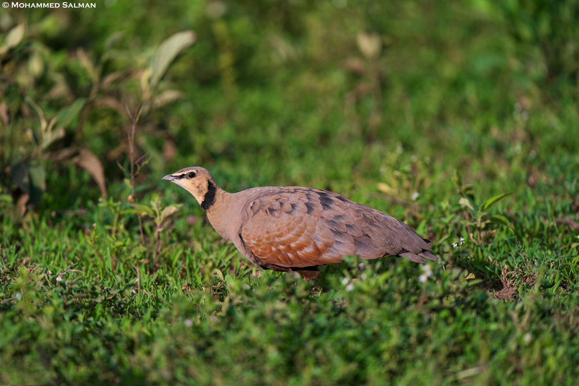 Yellow-throated sandgrouse male || South Serengeti || Jan 2024<br />
 Pterocles gutturalis,Yellow-throated Sandgrouse