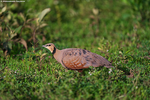 Yellow-throated sandgrouse male || South Serengeti || Jan 2024
 Pterocles gutturalis,Yellow-throated Sandgrouse