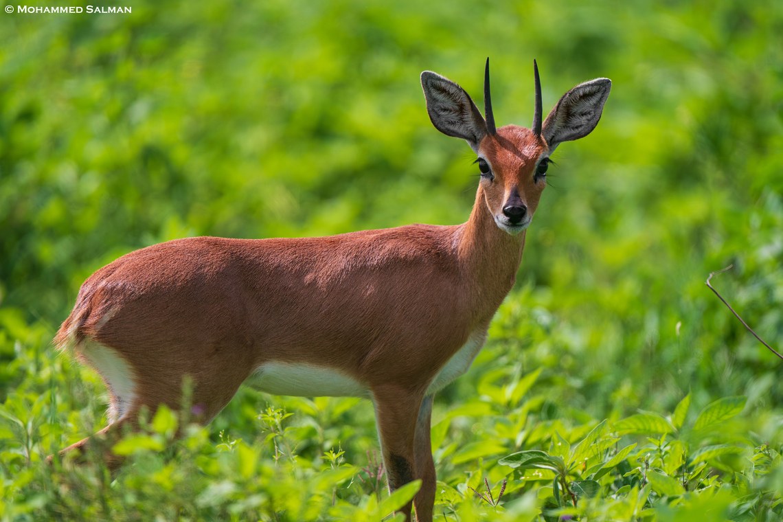 A male steenbok || South Serengeti || Jan 2024<br />
 Raphicerus campestris,Steenbok