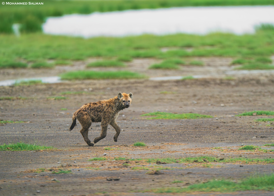 A hyena on the run South Serengeti || Jan 2024<br />
 Crocuta crocuta,Spotted Hyena