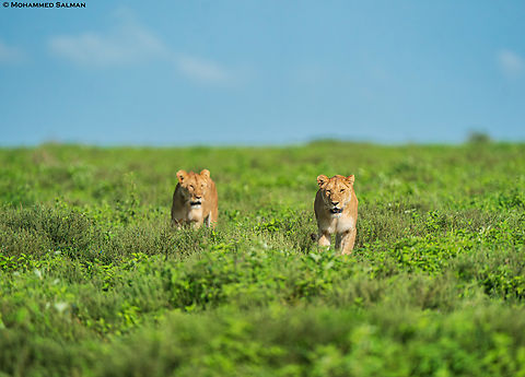Two lions make their way through the grassland || South Serengeti || Jan 2024
