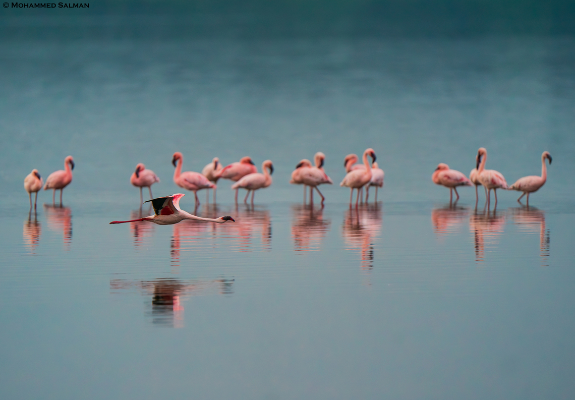 Lesser flamingos at Lake Ndutu || South Serengeti || Jan 2024<br />
 Lesser Flamingo,Phoenicopterus minor
