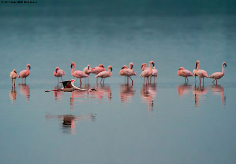 Lesser flamingos at Lake Ndutu || South Serengeti || Jan 2024
 Lesser Flamingo,Phoenicopterus minor