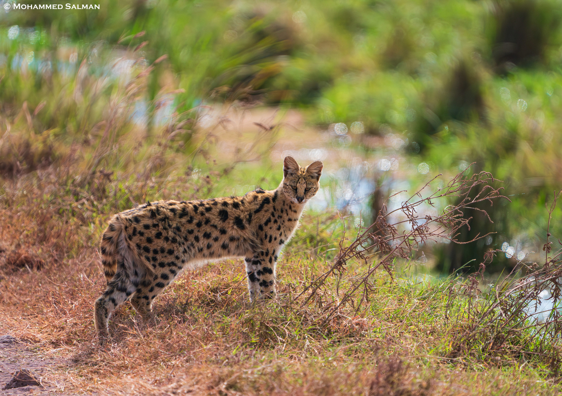 Serval Cat || Ngorongoro Crater || Aug 2022<br />
 Leptailurus serval,Serval