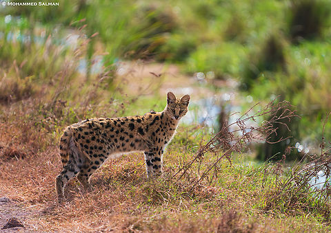 Serval Cat || Ngorongoro Crater || Aug 2022
 Leptailurus serval,Serval