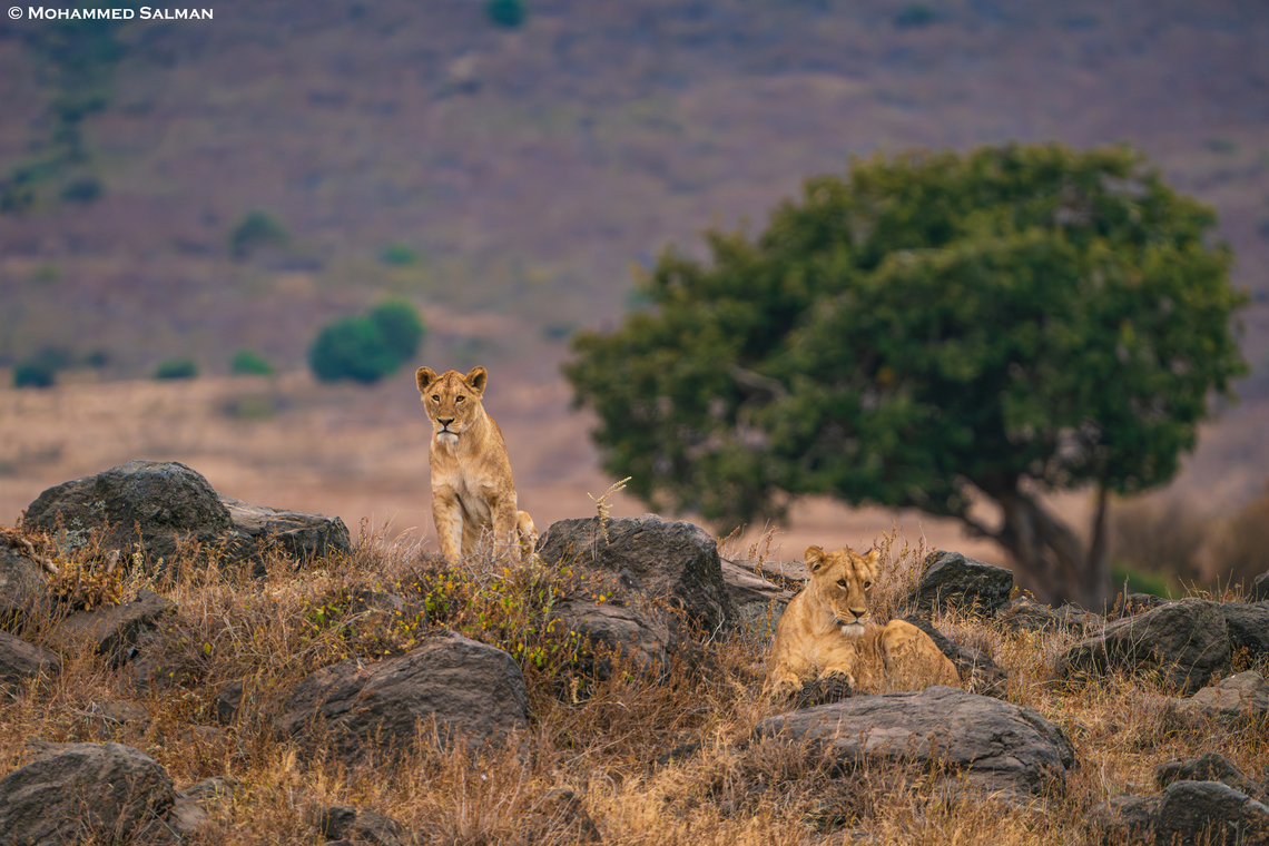 Lions inside the Ngorongoro crater || Aug 2022<br />
 Lion,Panthera leo