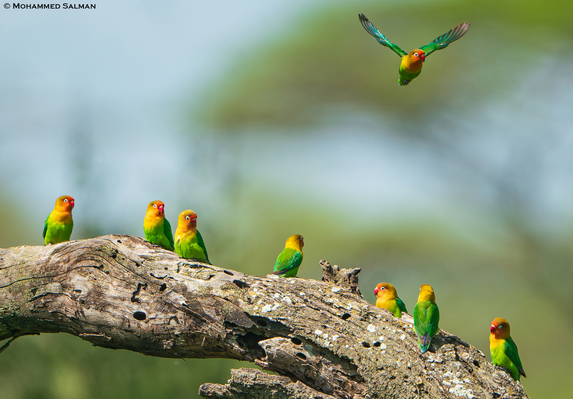 Fischer's lovebirds || Ndutu || Jan 2024<br />
 Agapornis fischeri,Fischer's lovebirds