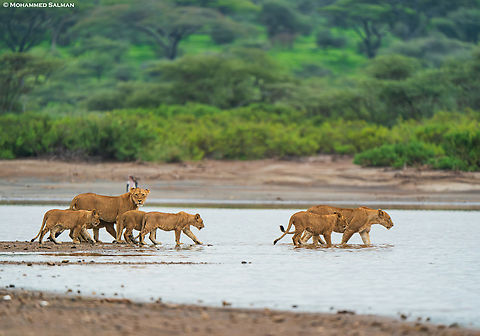 Lions crossing the Ndutu lake || Jan 2024
 Lion,Panthera leo