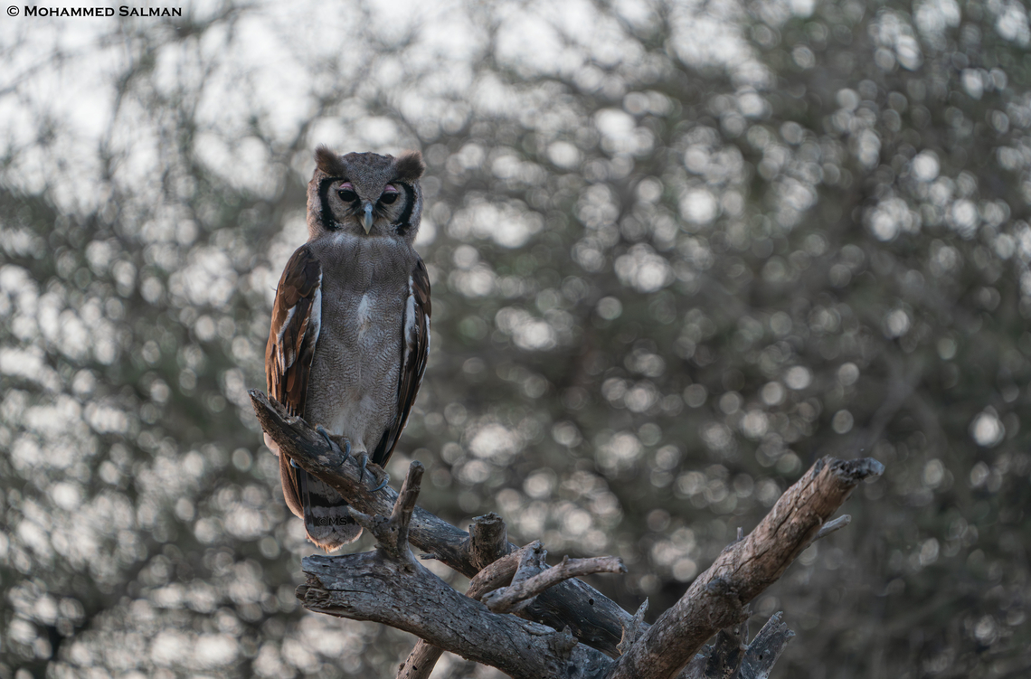 Verreaux's eagle-owl || Tarangire || Aug 2022<br />
 Bubo lacteus,Verreaux's eagle-owl