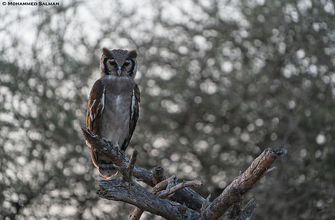 Verreaux's eagle-owl || Tarangire || Aug 2022
 Bubo lacteus,Verreaux's eagle-owl