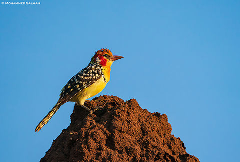 Red-and-yellow barbet || Tarangire || Aug 2022
 Red-and-yellow barbet,Trachyphonus erythrocephalus