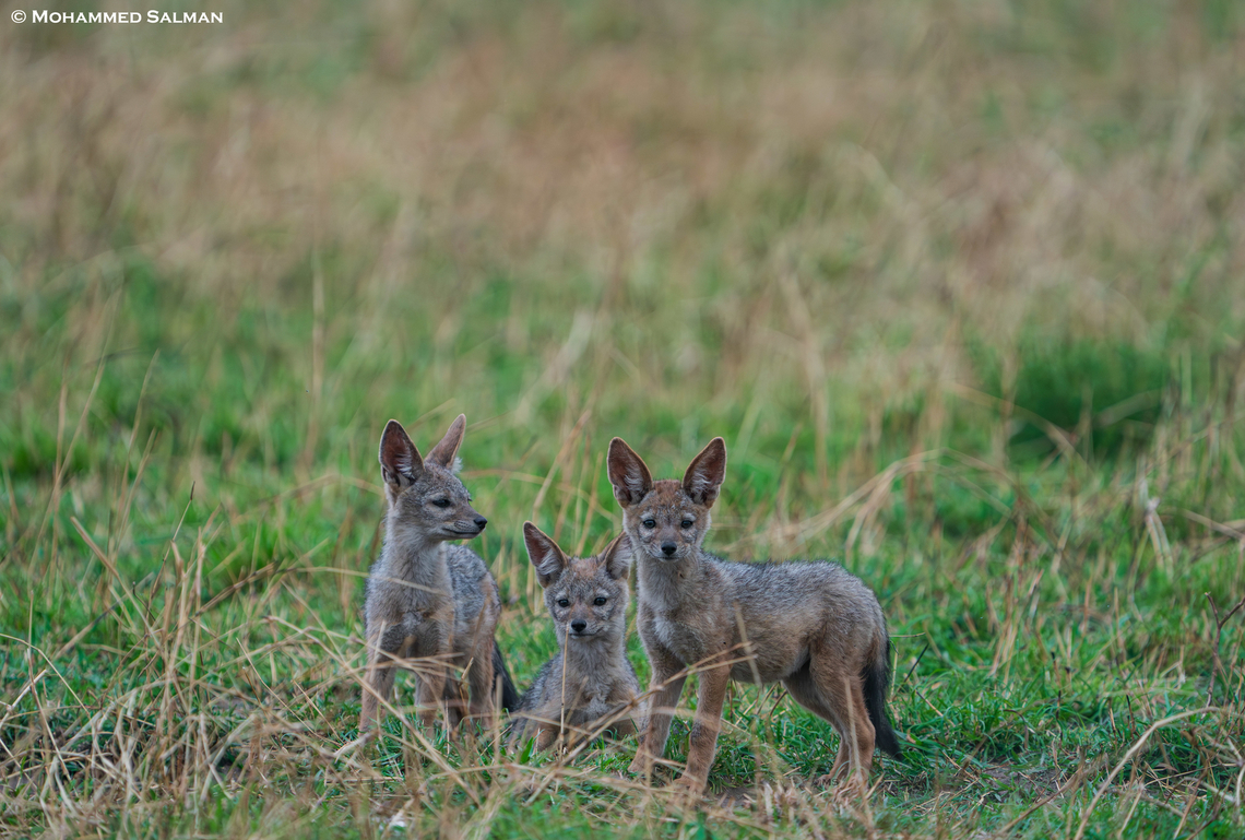 Three Black-backed jackal pups || North Serengeti || Aug 2022<br />
 Black-backed jackal,Canis mesomelas