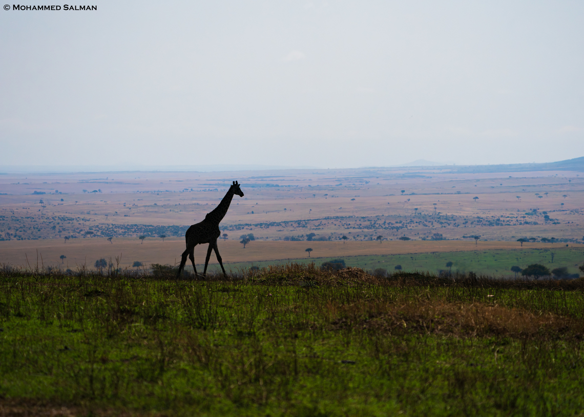 Giraffe silhouette || North Serengeti || Aug 2022<br />
 Giraffa camelopardalis,Northern Giraffe