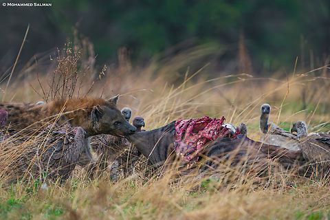 The Circle of Life,  Raw and Unfiltered || North Serengeti || Aug 2022 In the golden grasslands, nature reveals its most primal truth, survival. A hyena and vultures share a silent understanding, each playing their part in the great cycle of life and death. Nothing goes to waste here; every life sustains another. Crocuta crocuta,Spotted Hyena