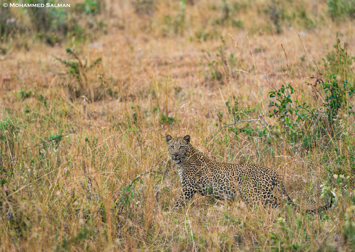 Camouflaged in gold North Serengeti || Aug 2022<br />
The elusive African leopard of the Serengeti, blending effortlessly into the golden grasslands<br />
 African Leopard,Leopard,Panthera pardus,Panthera pardus pardus