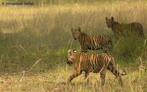 The Kholsa Cubs We were traking for signs of the Kholsa Female and her cubs rite from the break of dawn, after a disappointing start to the day our luck changed, the tigress appeared out of no where and disappeared in to the bushes. But that was not the end of it, slowly and steadily her three cubs emerged like aircraft in formation, providing me with an opportunity to frame these beauties.
 Bengal tiger,Forest,Geotagged,India,Panthera tigris tigris,Tiger,aim,cubs,nature,wildlife