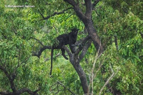 Bagheera in the rain The jungles of India are home to many strange, rare and beautiful creatures, and to spot one such in the wild is a dream come true. Due to the excess black pigment melanin giving it a dark or black coat; it is also called as black panther or melanistic leopard. What ever one might call it, one cant stop gazing at this alluring beauty. Indian leopard,Panthera pardus fusca