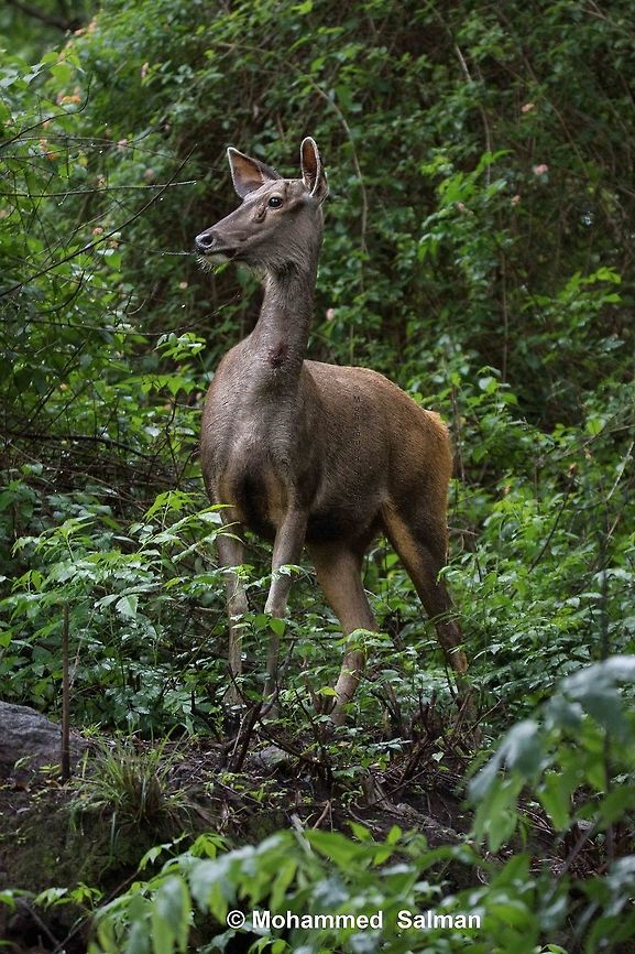 The Sambar's stance  Rusa unicolor,Sambar
