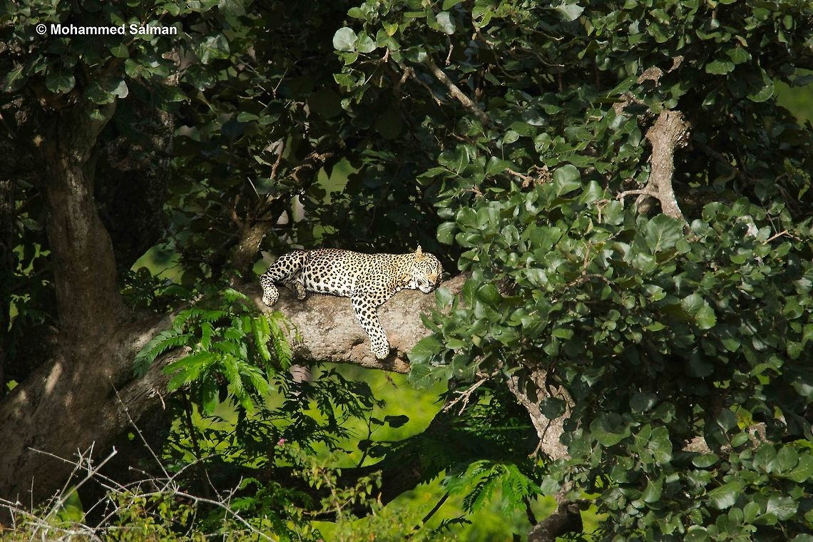 Catnap Catnap,<br />
Leopard.<br />
Bandipur.<br />
July 2016.<br />
Sony &alpha; 65, Tamron 150-600 @ 600mm, &fnof;/6.3, 1/500s, ISO 250. Big Cats,Panthera leo,cats,leopard,sleeping,wild,wildcats,wildlife