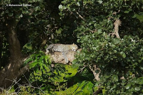 Catnap Catnap,
Leopard.
Bandipur.
July 2016.
Sony &alpha; 65, Tamron 150-600 @ 600mm, &fnof;/6.3, 1/500s, ISO 250. Big Cats,Panthera leo,cats,leopard,sleeping,wild,wildcats,wildlife