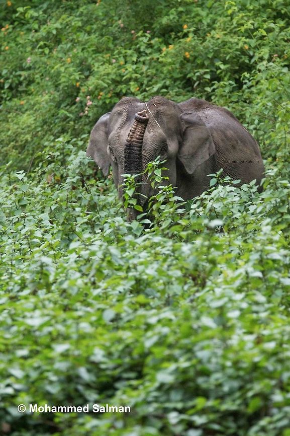 I see u Elephant,<br />
Brt.<br />
July 2016.<br />
Sony &alpha; 65, Tamron 150-600 @ 400mm, &fnof;/6.3, 1/50s, ISO 1600. Elephant,Elephas maximus indicus,Indian Elephant,forest,mammoth,wilderness,wildlife
