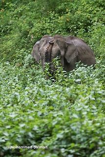 I see u Elephant,
Brt.
July 2016.
Sony &alpha; 65, Tamron 150-600 @ 400mm, &fnof;/6.3, 1/50s, ISO 1600. Elephant,Elephas maximus indicus,Indian Elephant,forest,mammoth,wilderness,wildlife