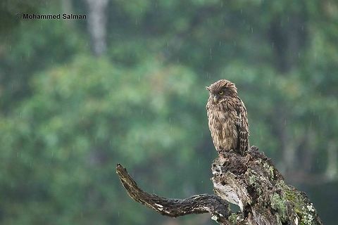 Fishing in the rain Brown fish owl.
Brt.
July 2016.
Sony α 65, Tamron 150-600 @ 600mm, ƒ/6.3, 1/200s, ISO 1600. Brown fish owl,Bubo zeylonensis