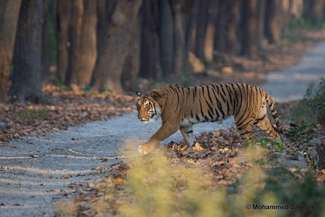 The Motasaal male tiger Dhikala, CTR,<br />
Apr 2016,<br />
Sony &alpha; 65, Tamron 150-600 @ 600mm, &fnof;/6.3, 1/60s, ISO 400. Bengal tiger,Geotagged,India,Panthera tigris tigris,Spring