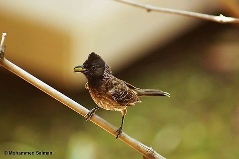 Red vented bulbul foraging Pench.
May 2015.
Sony &alpha; 65, Sony 75-300 @ 300mm, &fnof;/5.6, 1/500s, ISO 1600. Geotagged,India,Pycnonotus cafer,Red-vented Bulbul,Spring