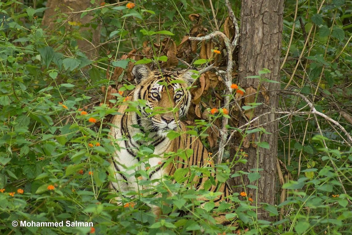 The Stare Tigress.<br />
Kabini.<br />
Aug 2015.<br />
Sony &alpha; 65, Sony 75-300 @ 300mm, &fnof;/5.6, 1/400s, ISO 1600. Bengal tiger,Forest,India,Panthera tigris tigris,Tiger,nature,tigeress,wild,wildlife