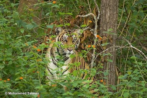 The Stare Tigress.
Kabini.
Aug 2015.
Sony &alpha; 65, Sony 75-300 @ 300mm, &fnof;/5.6, 1/400s, ISO 1600. Bengal tiger,Forest,India,Panthera tigris tigris,Tiger,nature,tigeress,wild,wildlife