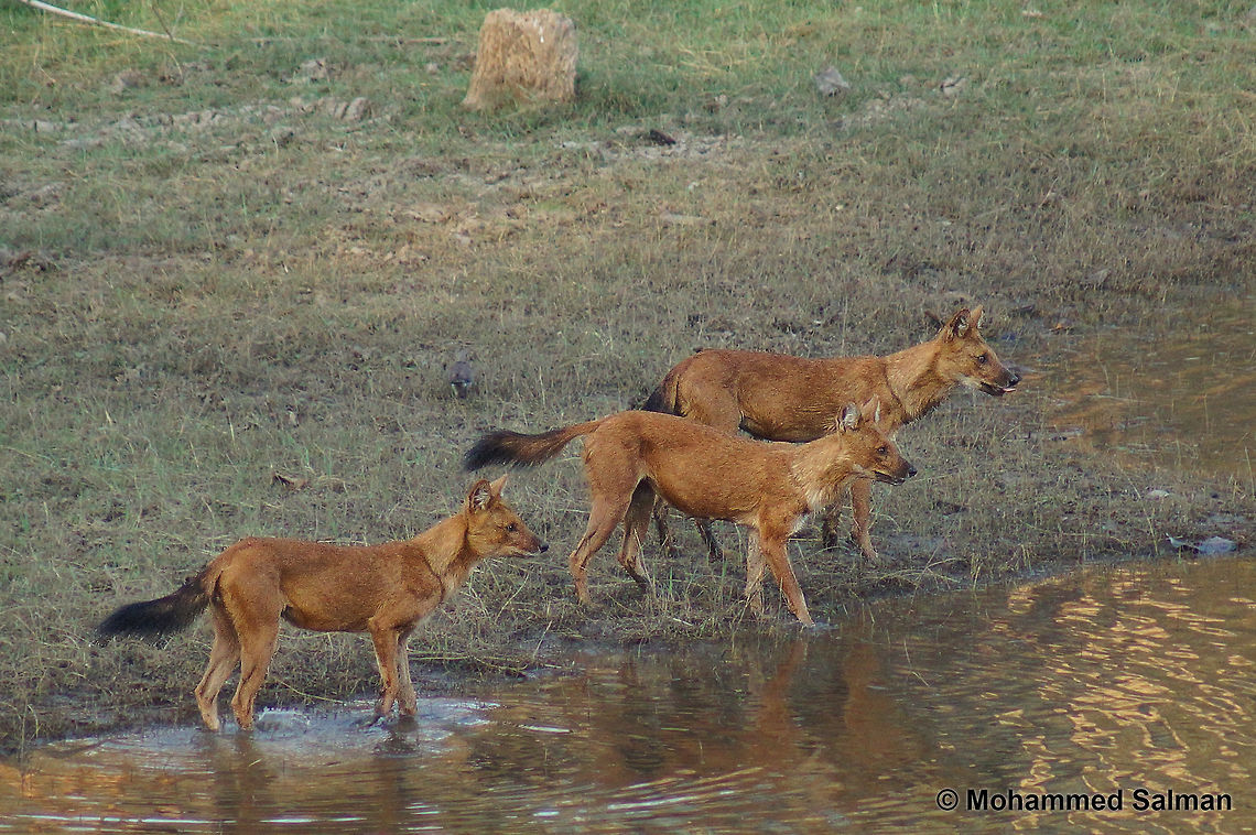 Indian wild dog, A pack of three. Kabini.<br />
March 2015.<br />
Sony &alpha; 65, Sony 75-300 @ 300mm, &fnof;/5.6, 1/500s, ISO 800. Cuon alpinus,Dhole,Geotagged,India,Winter
