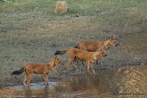 Indian wild dog, A pack of three. Kabini.
March 2015.
Sony &alpha; 65, Sony 75-300 @ 300mm, &fnof;/5.6, 1/500s, ISO 800. Cuon alpinus,Dhole,Geotagged,India,Winter