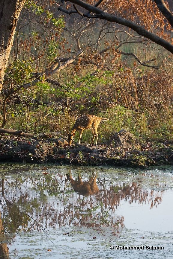 The solitary deer, Dhikala, CTR,<br />
Apr 2016,<br />
Sony &alpha; 65, Tamron 150-600 @ 150mm, &fnof;/5, 1/250s, ISO 400. Axis axis,Axis deer