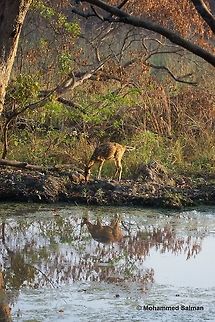 The solitary deer, Dhikala, CTR,
Apr 2016,
Sony &alpha; 65, Tamron 150-600 @ 150mm, &fnof;/5, 1/250s, ISO 400. Axis axis,Axis deer