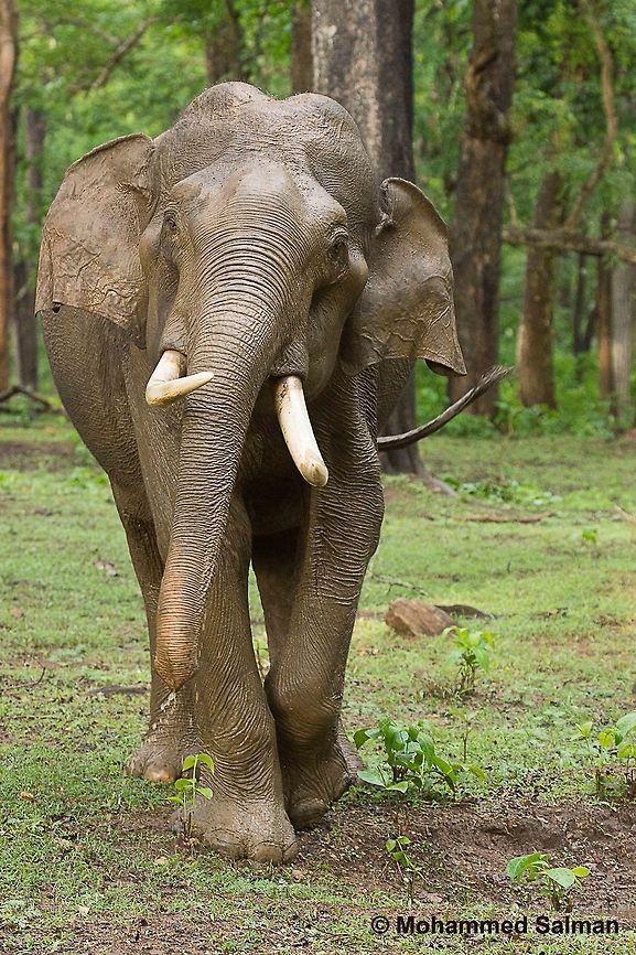 Jumbo's Mock-charge. Kabini.<br />
June 2016.<br />
Sony &alpha; 65, Tamron 150-600 @ 150mm, &fnof;/6.3, 1/160s, ISO 1600. Asian elephant,Elephas maximus