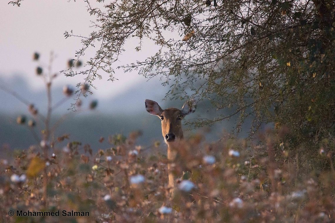 Nilgai in the cotton field, Bera <br />
Dec 2015<br />
Sony &alpha; 65, Tamron 150-600 @ 600mm, &fnof;/6.3, 1/2000s, ISO 3200. Boselaphus tragocamelus,Fall,Geotagged,India,Nilgai